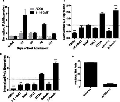 Alpha-Gal Syndrome: Involvement of Amblyomma americanum α-D-Galactosidase and β-1,4 Galactosyltransferase Enzymes in α-Gal Metabolism